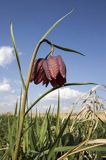 Szachownica kostkowata Fritillaria meleagris