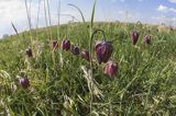 Szachownica kostkowata Fritillaria meleagris