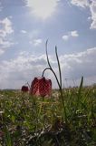 Szachownica kostkowata Fritillaria meleagris