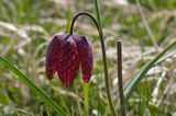 Szachownica kostkowata Fritillaria meleagris