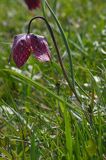 Szachownica kostkowata Fritillaria meleagris