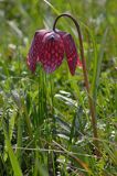 Szachownica kostkowata Fritillaria meleagris