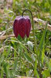 Szachownica kostkowata Fritillaria meleagris