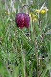 Szachownica kostkowata Fritillaria meleagris