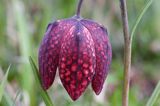 Szachownica kostkowata Fritillaria meleagris