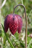 Szachownica kostkowata Fritillaria meleagris