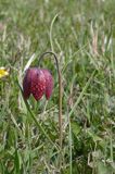 Szachownica kostkowata Fritillaria meleagris