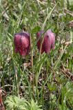 Szachownica kostkowata Fritillaria meleagris