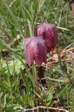 Szachownica kostkowata Fritillaria meleagris