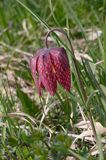 Szachownica kostkowata Fritillaria meleagris