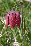 Szachownica kostkowata Fritillaria meleagris