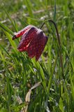 Szachownica kostkowata Fritillaria meleagris