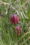 Szachownica kostkowata Fritillaria meleagris