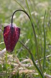 Szachownica kostkowata Fritillaria meleagris