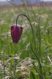 Szachownica kostkowata Fritillaria meleagris