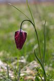 Szachownica kostkowata Fritillaria meleagris