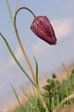 Szachownica kostkowata Fritillaria meleagris