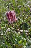 Szachownica kostkowata Fritillaria meleagris