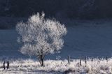 Mroźny poranek pod Jawornikami, Bieszczady