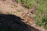 zając szarak Lepus europaeus