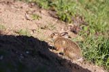 zając szarak Lepus europaeus