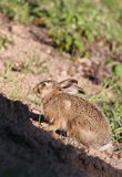 zając szarak Lepus europaeus