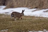 zając szarak Lepus europaeus