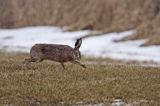 zając szarak Lepus europaeus