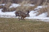 zając szarak Lepus europaeus