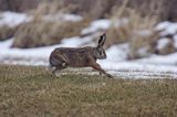 zając szarak Lepus europaeus