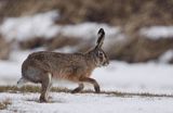 zając szarak Lepus europaeus