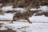 zając szarak Lepus europaeus