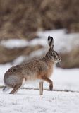 zając szarak Lepus europaeus