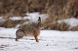 zając szarak Lepus europaeus