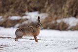 zając szarak Lepus europaeus