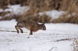 zając szarak Lepus europaeus