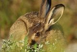 Zając szarak, Lepus europaeus