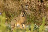 Zając szarak, Lepus europaeus