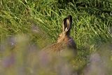 Zając szarak, Lepus europaeus