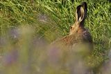 Zając szarak, Lepus europaeus