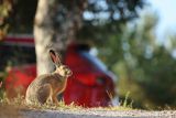 Zając szarak, Lepus europaeus