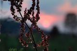 Szczaw zwyczajny, Rumex acetosa