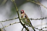 Szczygieł, Carduelis carduelis