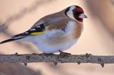 Szczygieł, Carduelis carduelis