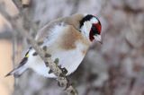 Szczygieł, Carduelis carduelis