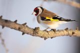 Szczygieł, Carduelis carduelis