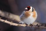 Szczygieł, Carduelis carduelis