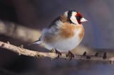 Szczygieł, Carduelis carduelis