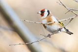 Szczygieł, Carduelis carduelis