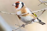 Szczygieł, Carduelis carduelis